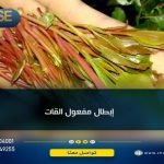 إبطال مفعول القات