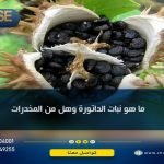 ما هو نبات الداتورة وهل مخدر ... وتعرف على 3 من فوائده الصحية